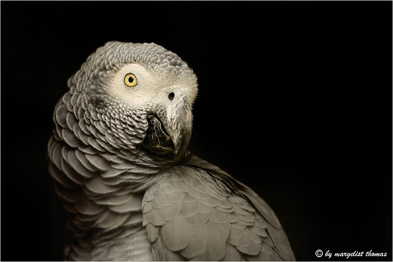 Silbermedaille Stolz-3_DSC3636.jpg